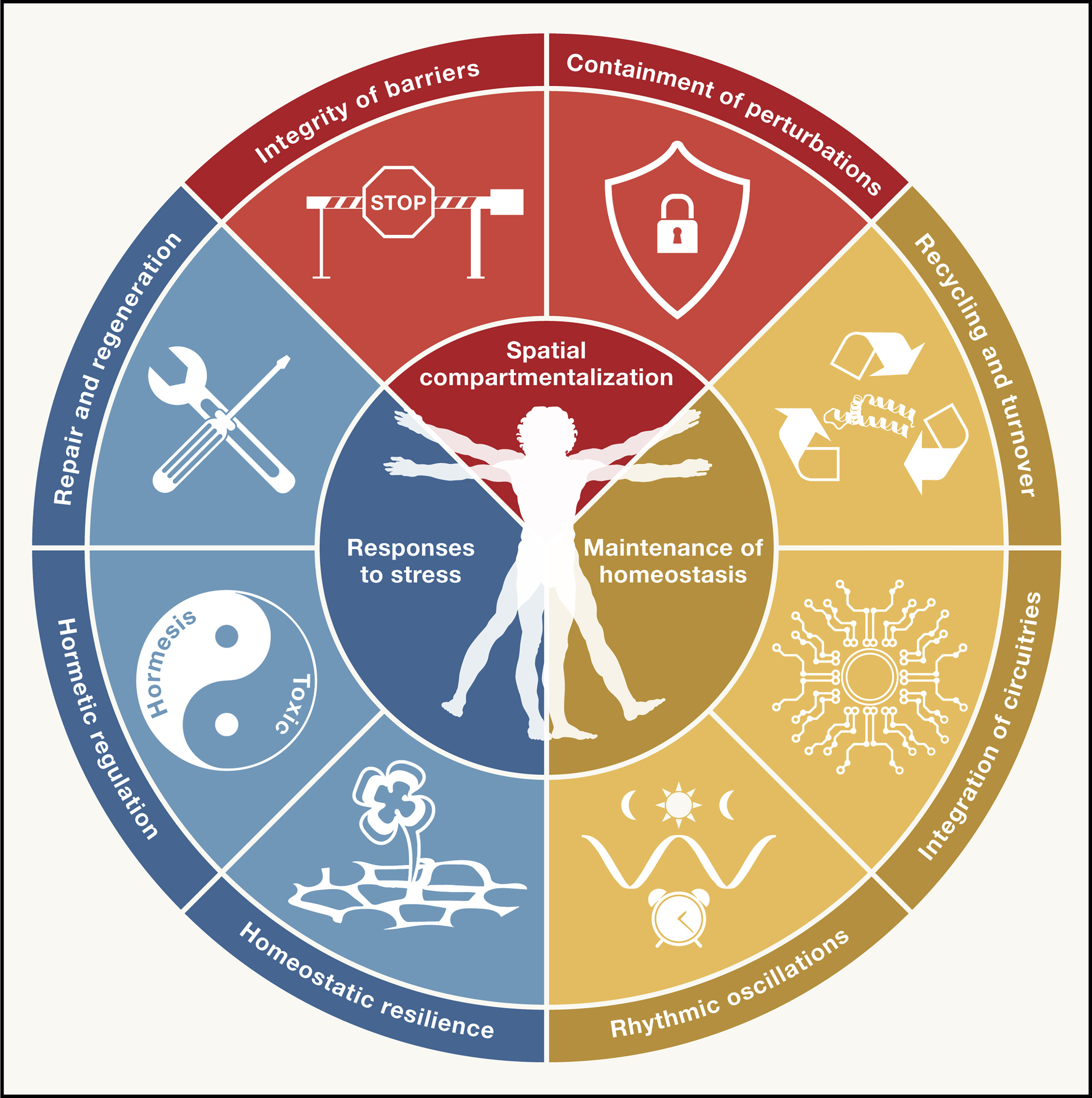 Hallmarks of Health