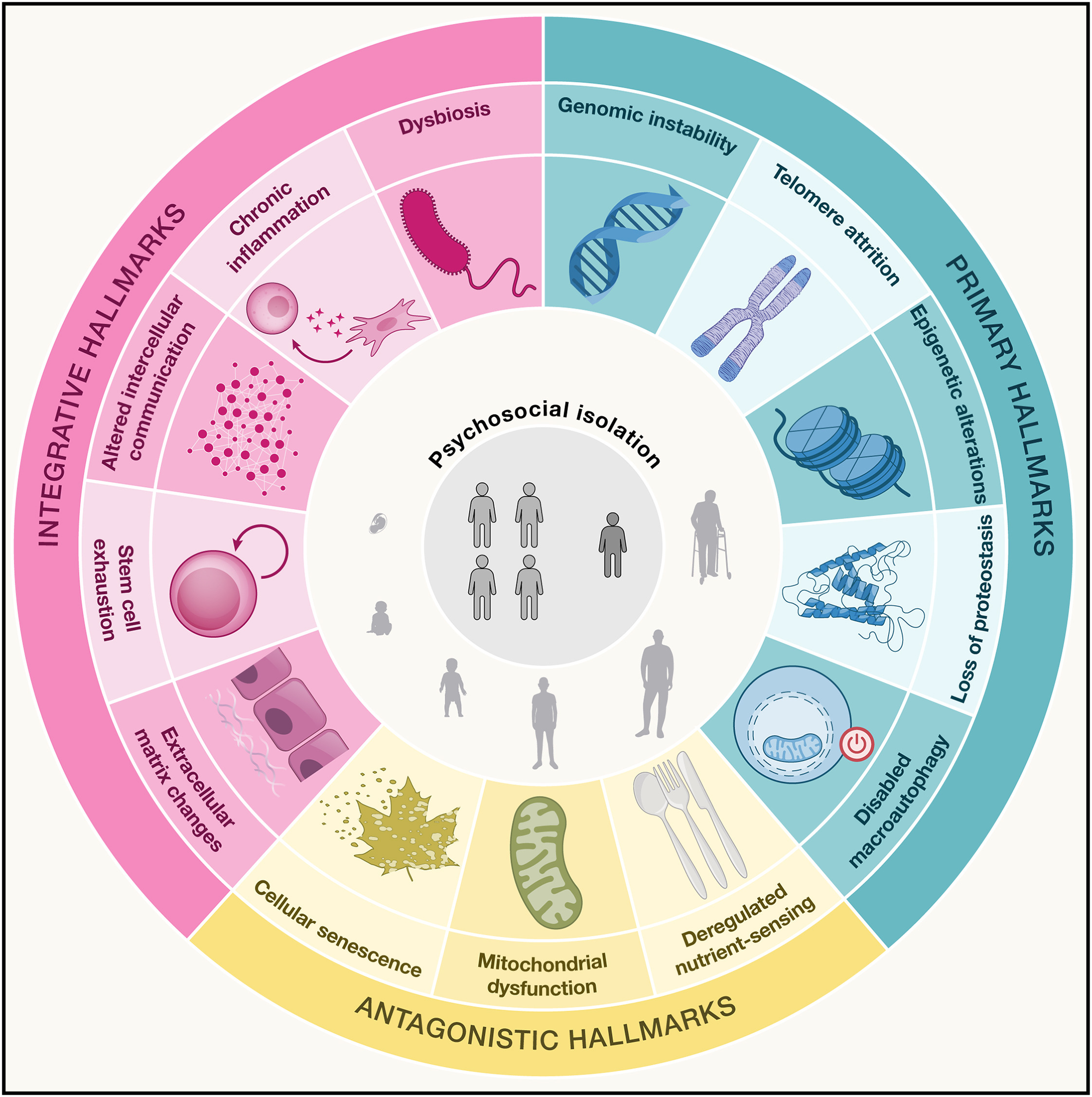 Aging and age-related diseases