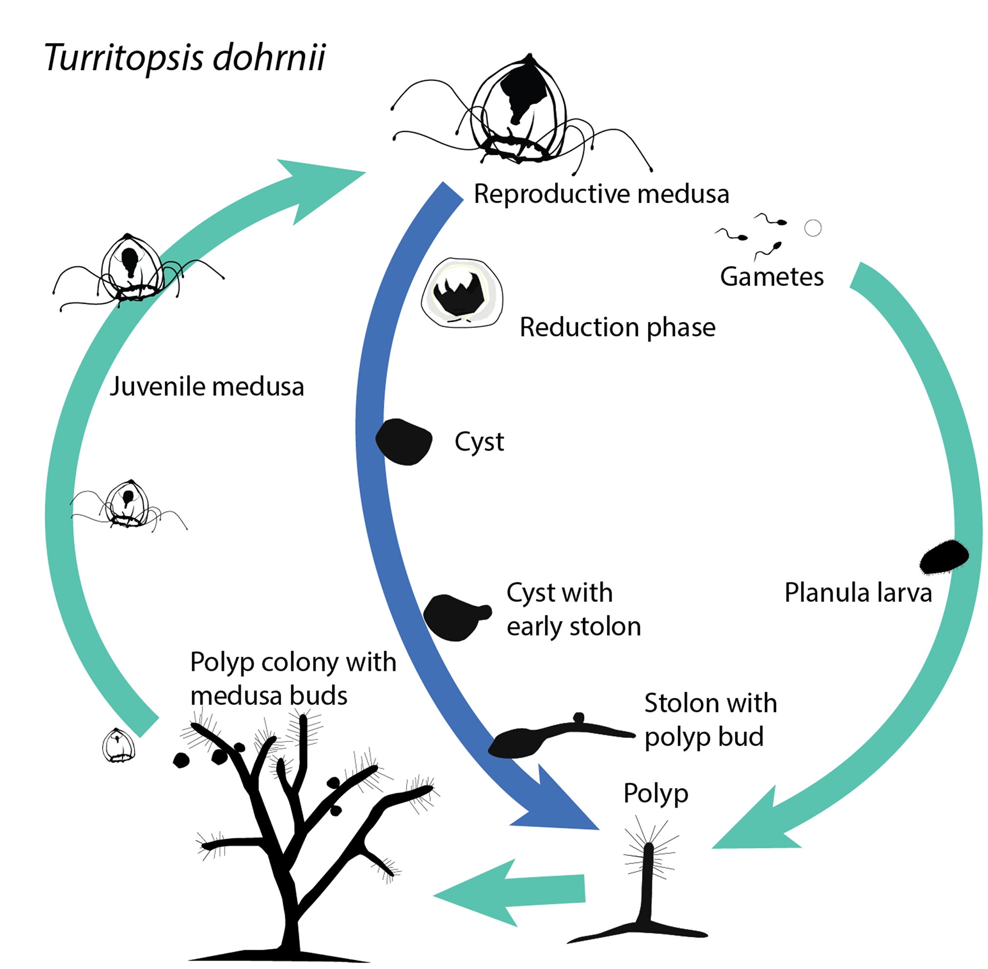 Comparative genomics